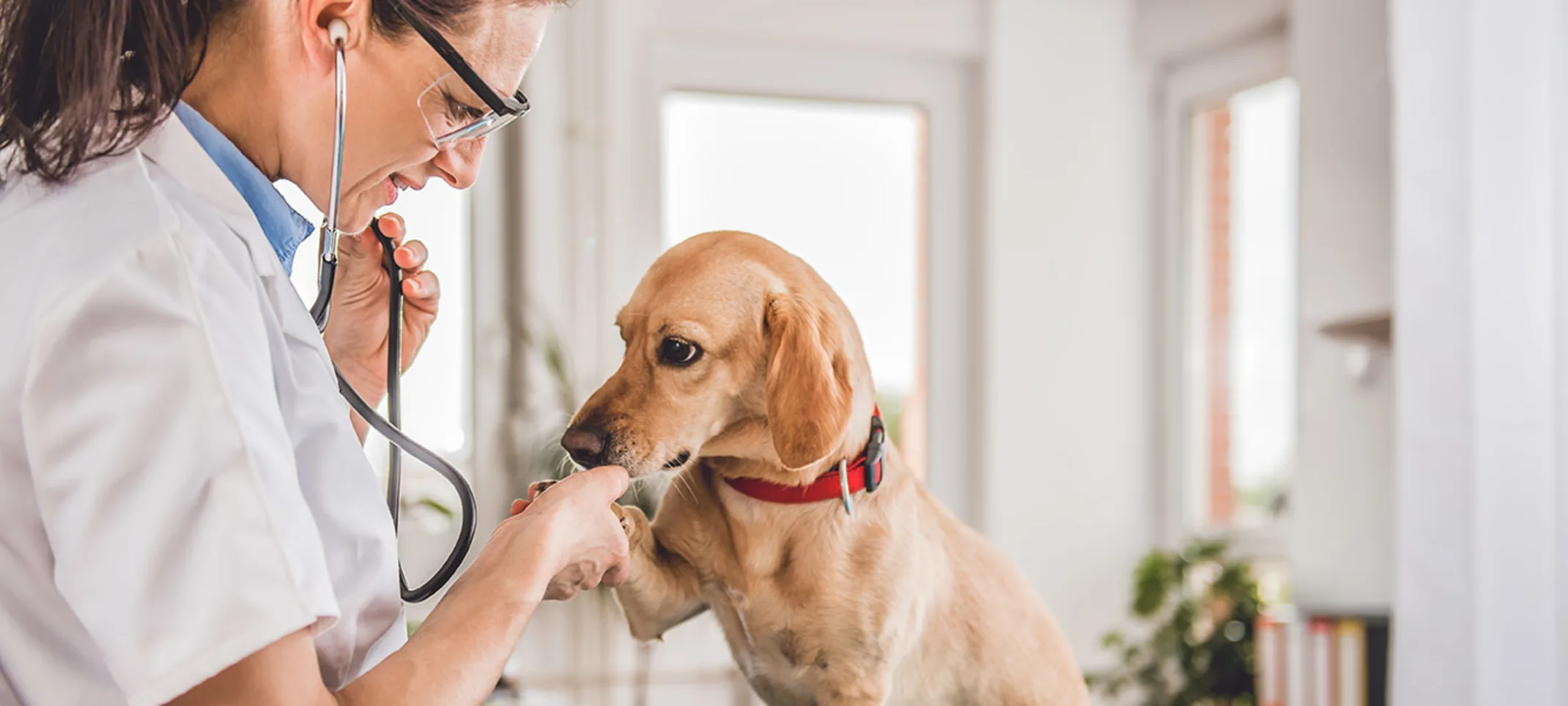 A small tan dog sitting on an exam table, getting a checkup, and shaking a paw with a female veterinarian